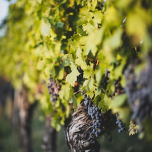 Ball Vineyards Chardonnay
