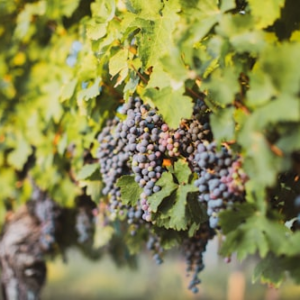 Ball Vineyards Pinot Noir